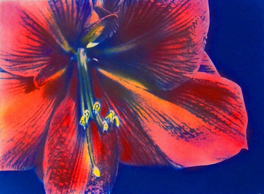 Cyano Day Lily Bloom Red
