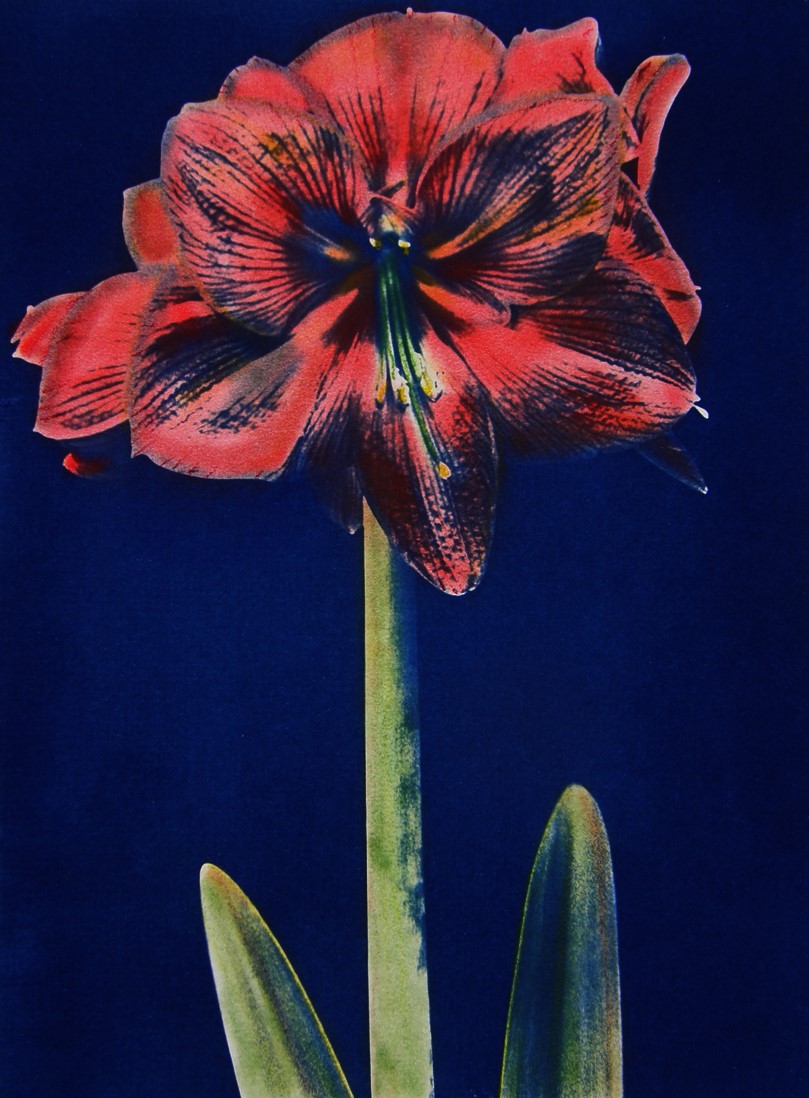 Cyano DAY Lily Red