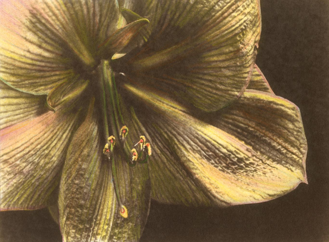 AMARYLLIS Bloom 3