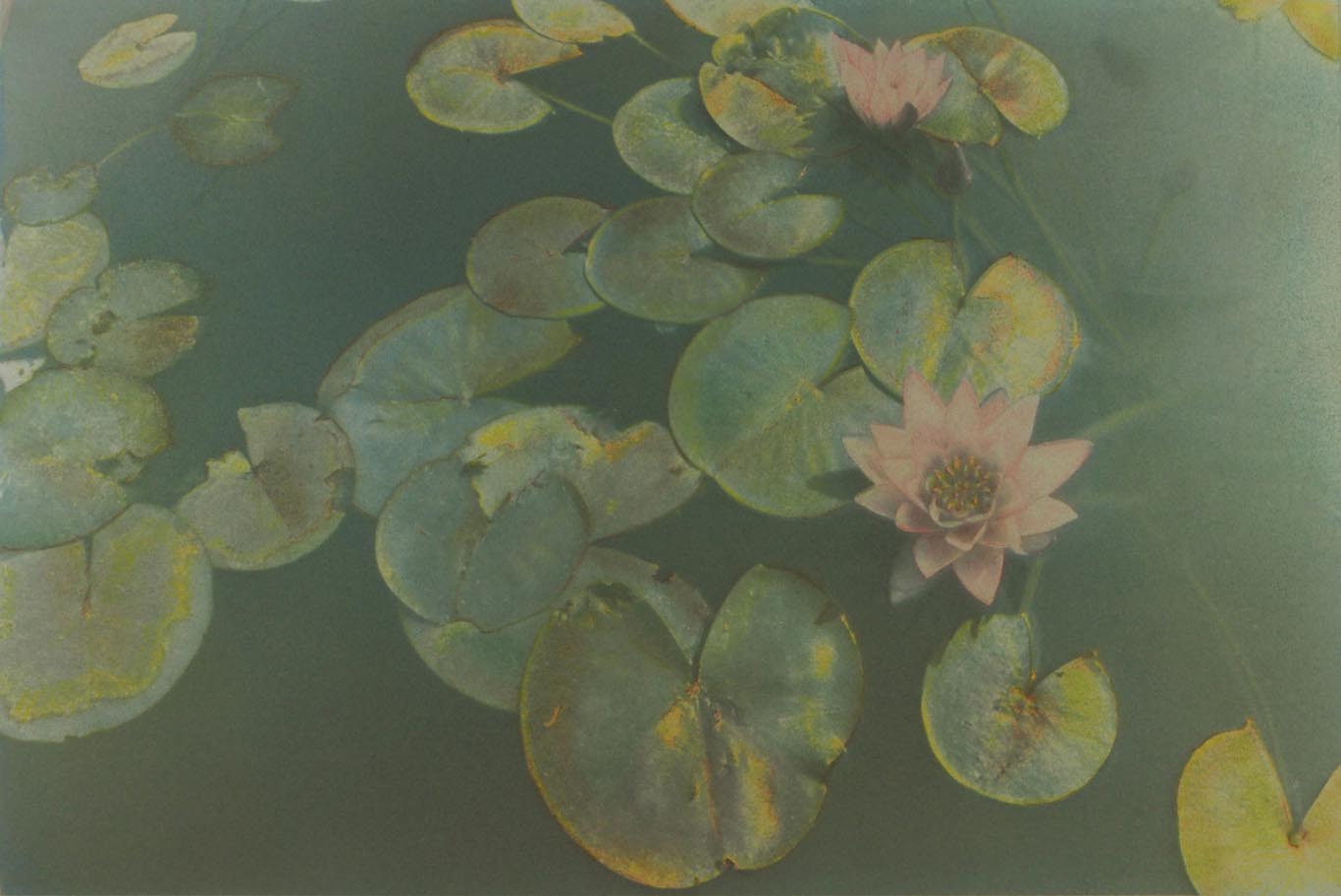 WATER Lily 1