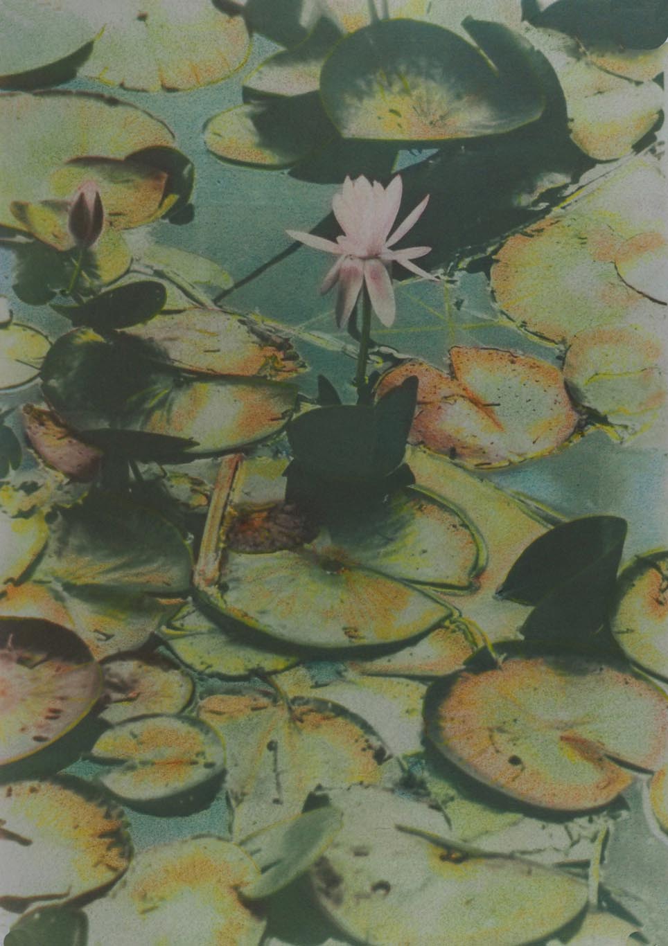 WATER Lily 2