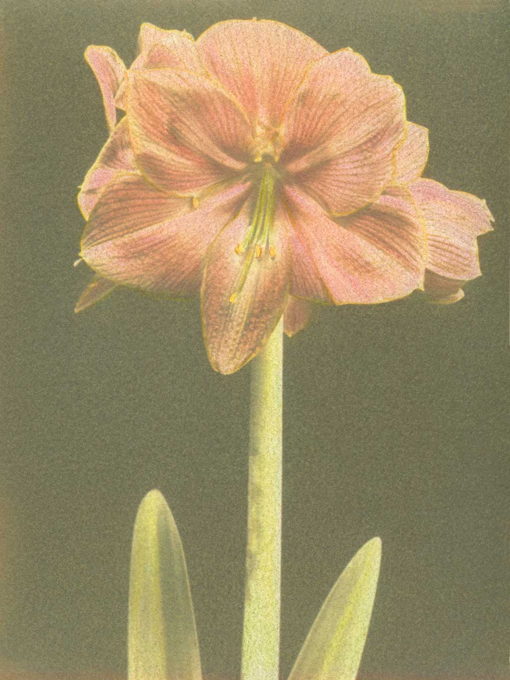 Amaryllis #1