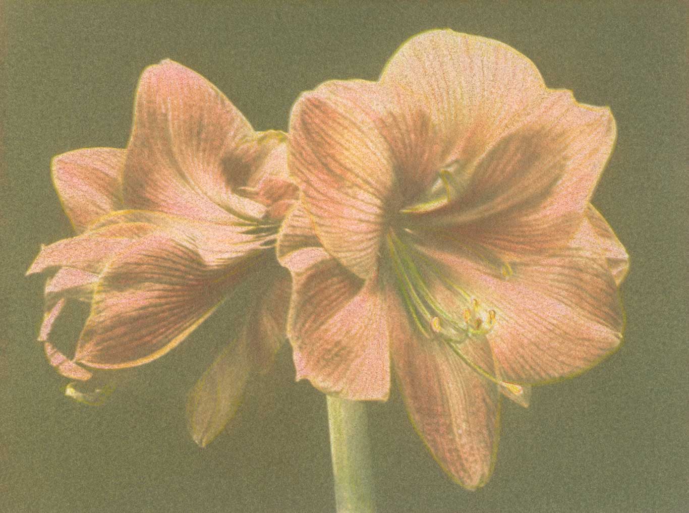Amaryllis #2