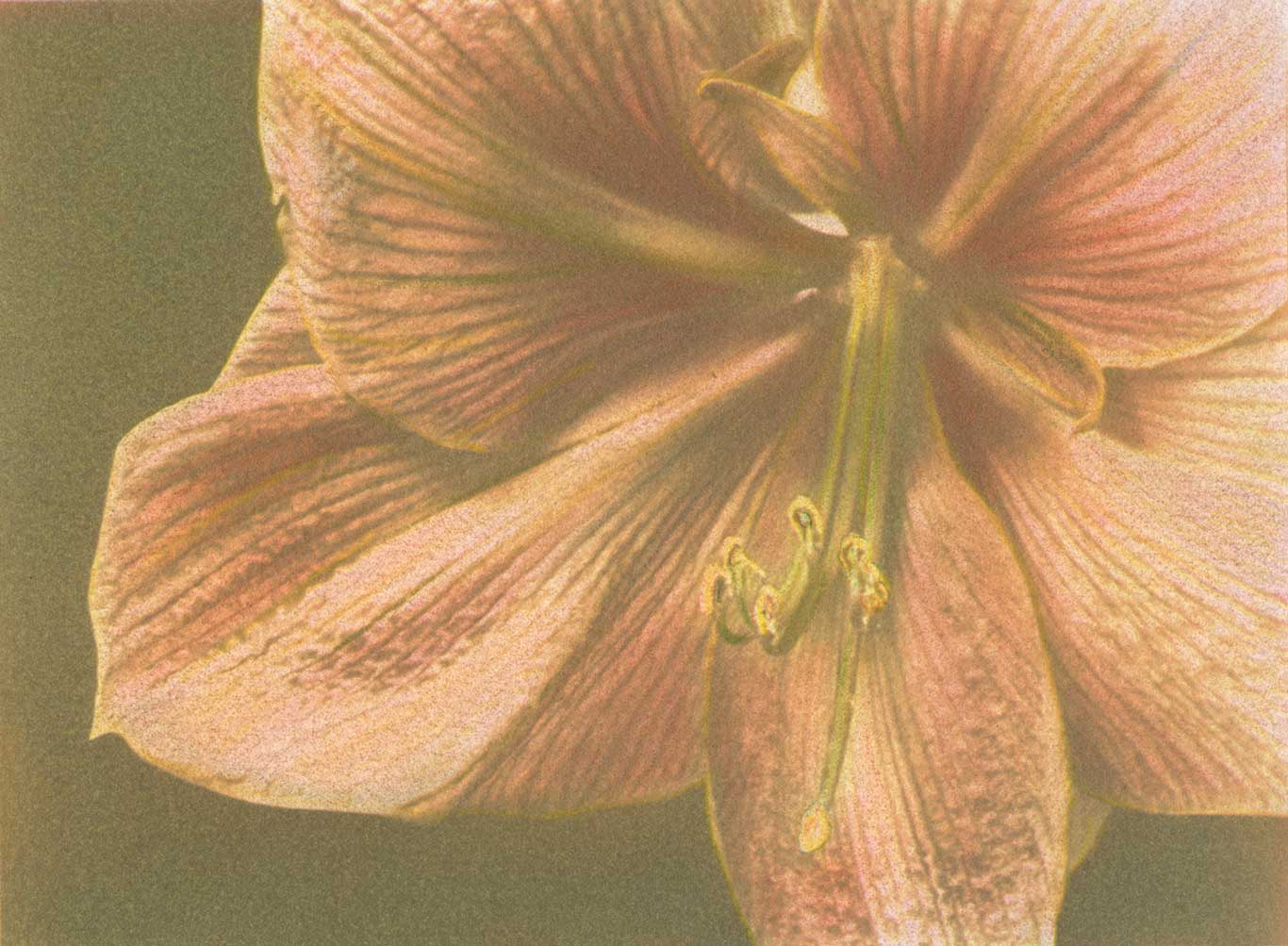 Amaryllis #3