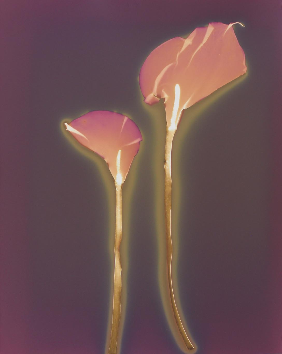 CALA Lily #1