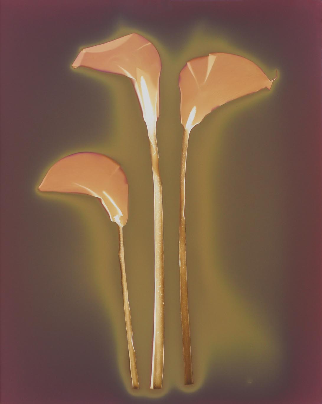 CALA Lily #2