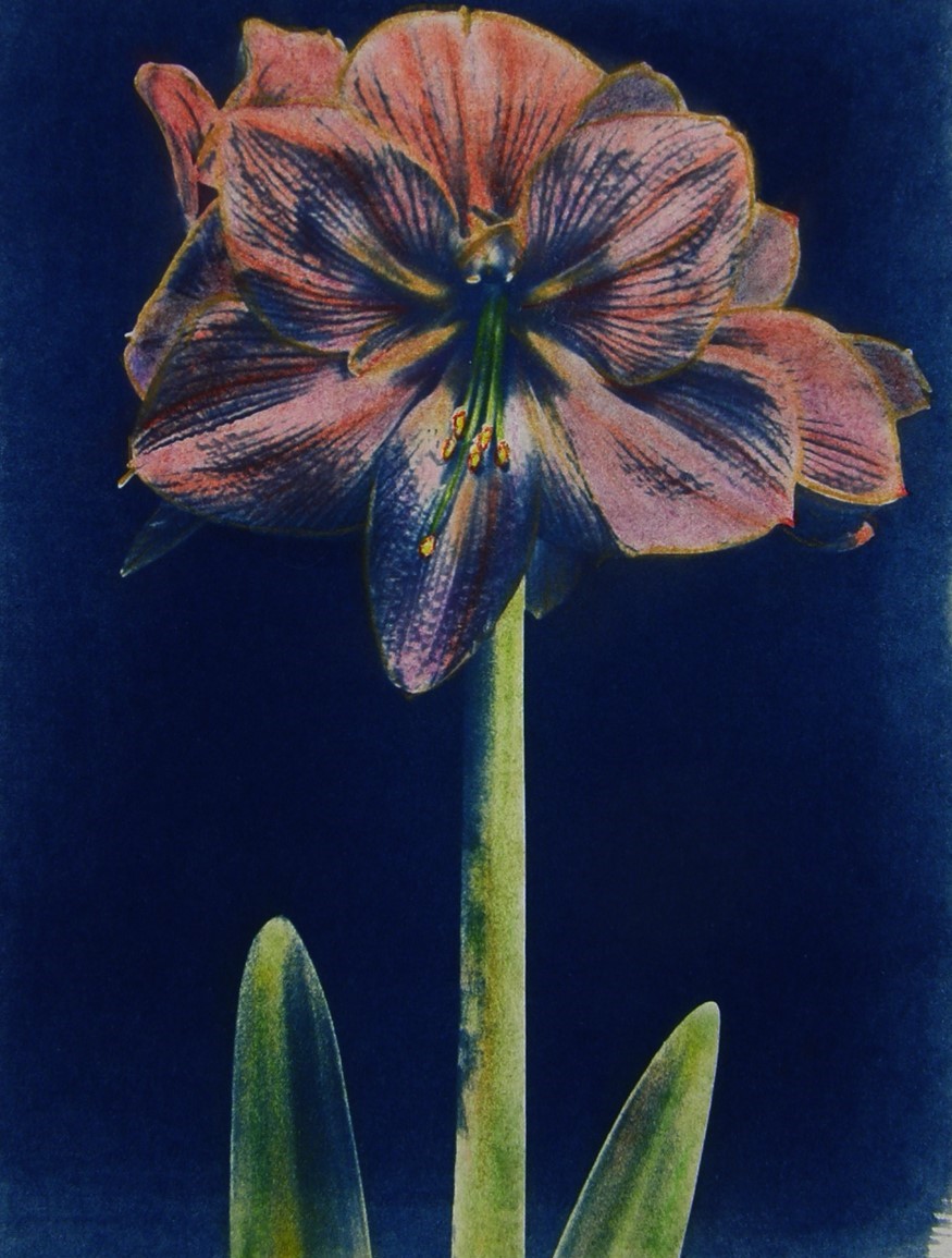 Cyano Day Lily Lavender