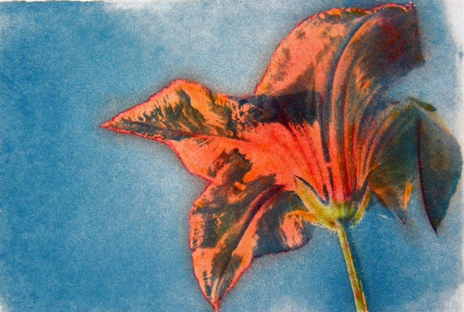 Cyano Day Lily O 1st Edition