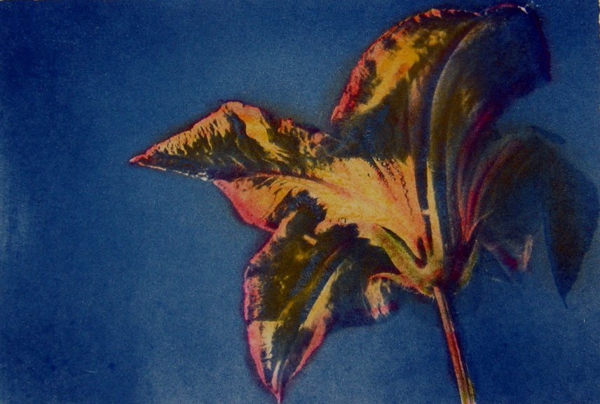 Cyano Day Lily O 2nd Edition