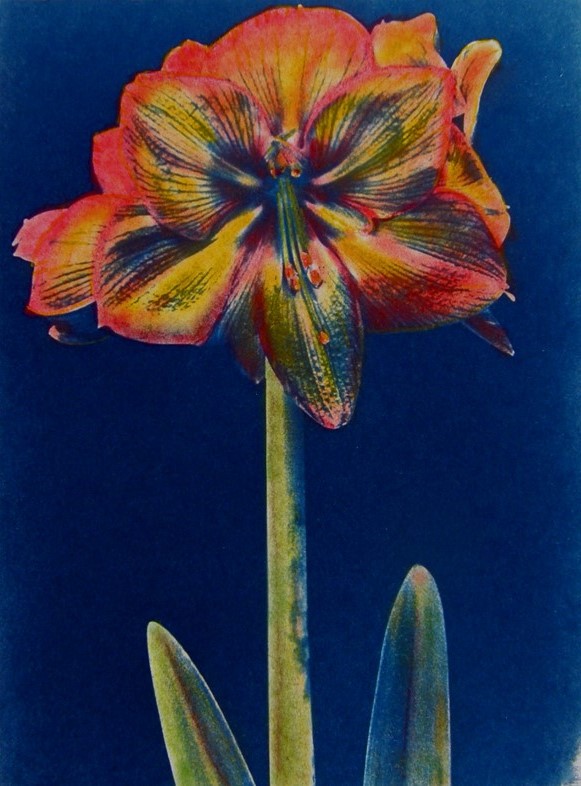 Cyano DAY Lily Orange