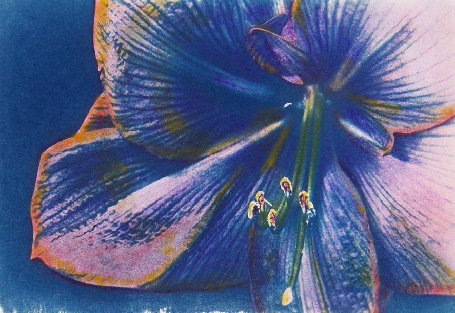 Cyano DAY Lily Purple