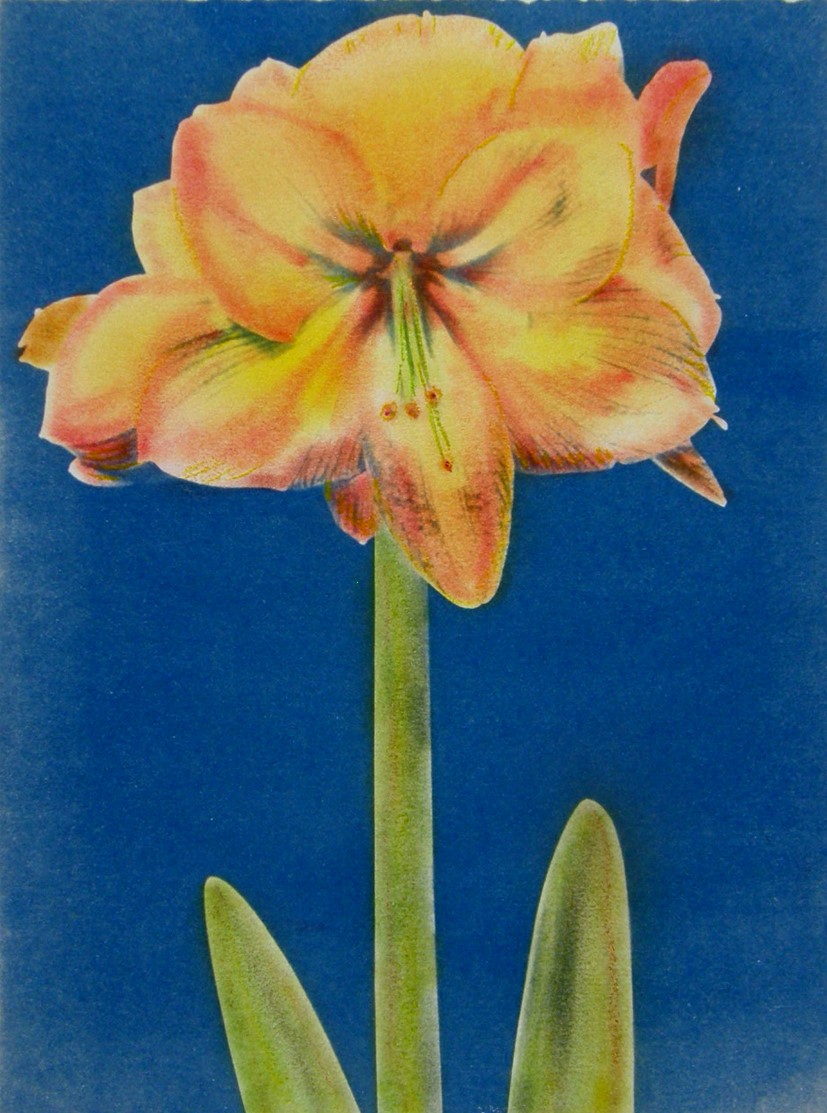 Cyano DAY Lily Yellow