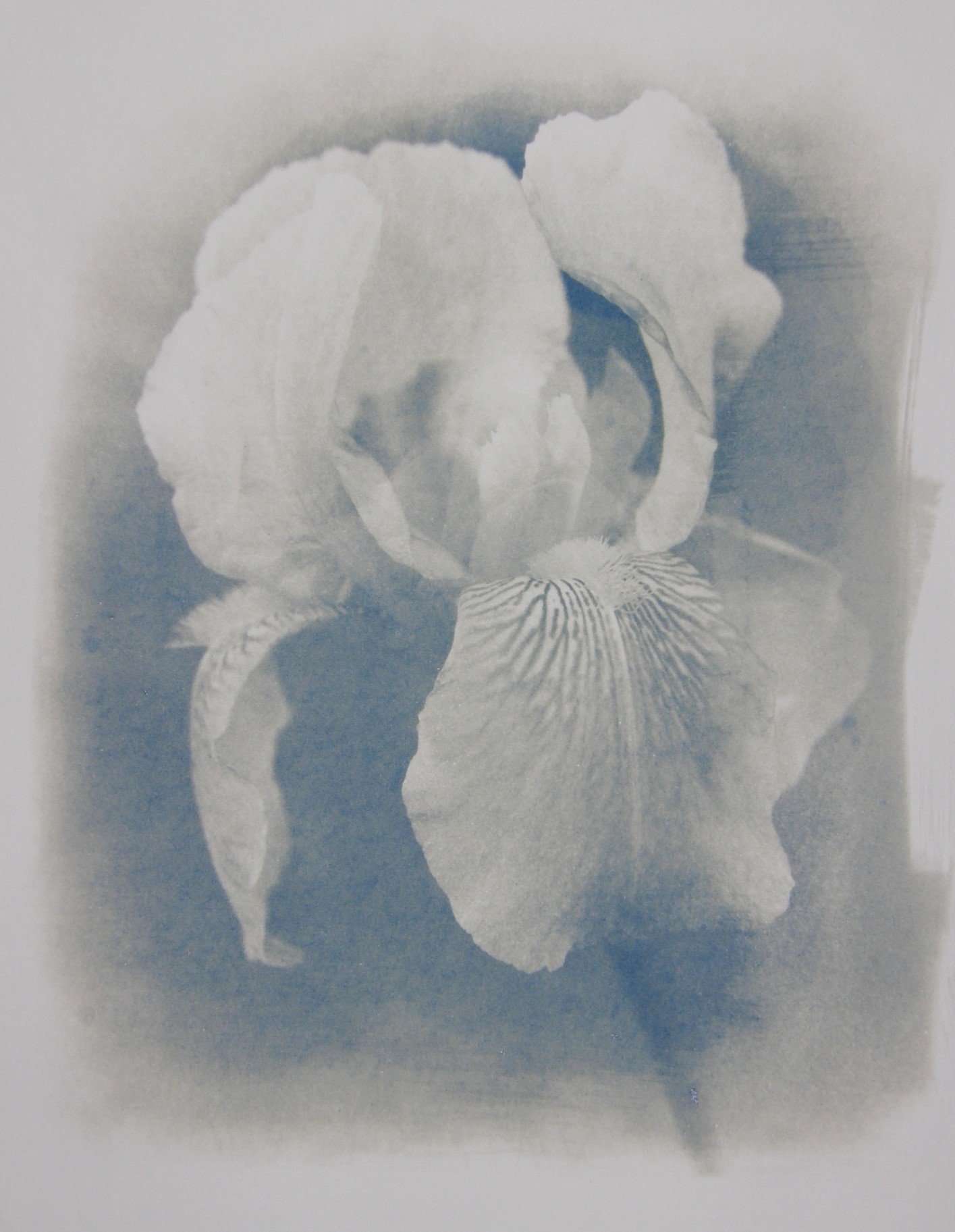 Cyano IRIS A
