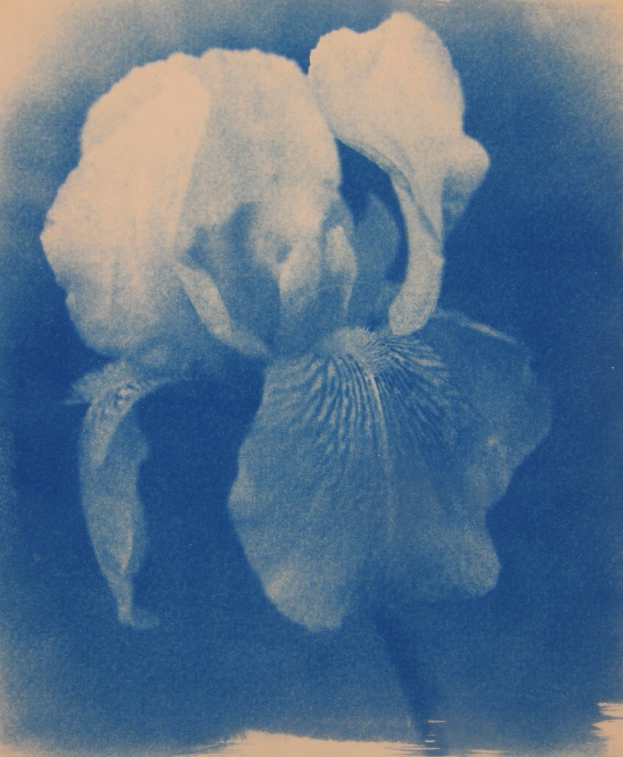 Cyano IRIS Blue