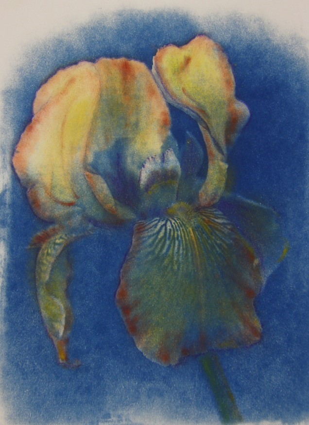 Cyano IRIS Three