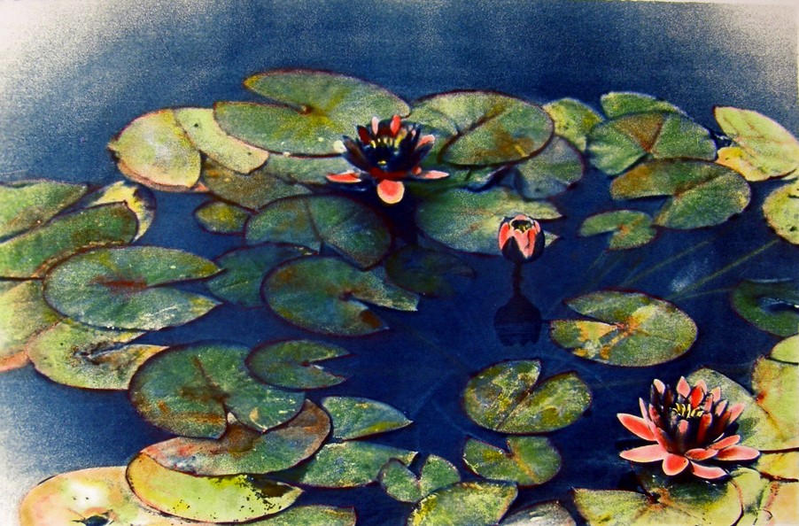Cyano Lily 4A