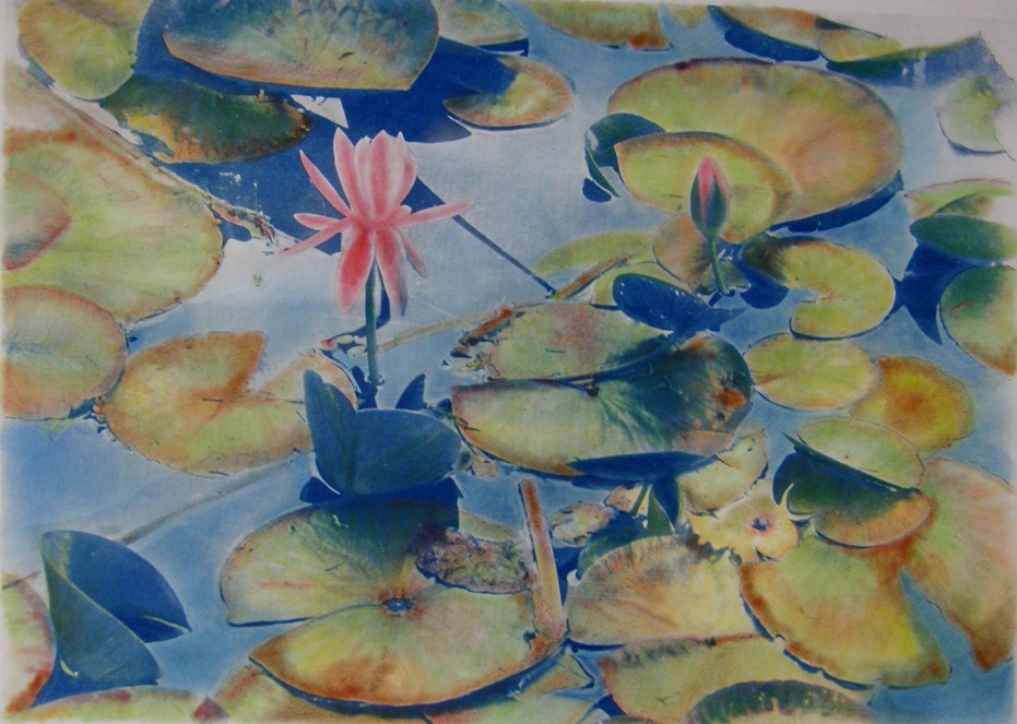 Cyano Lily 5