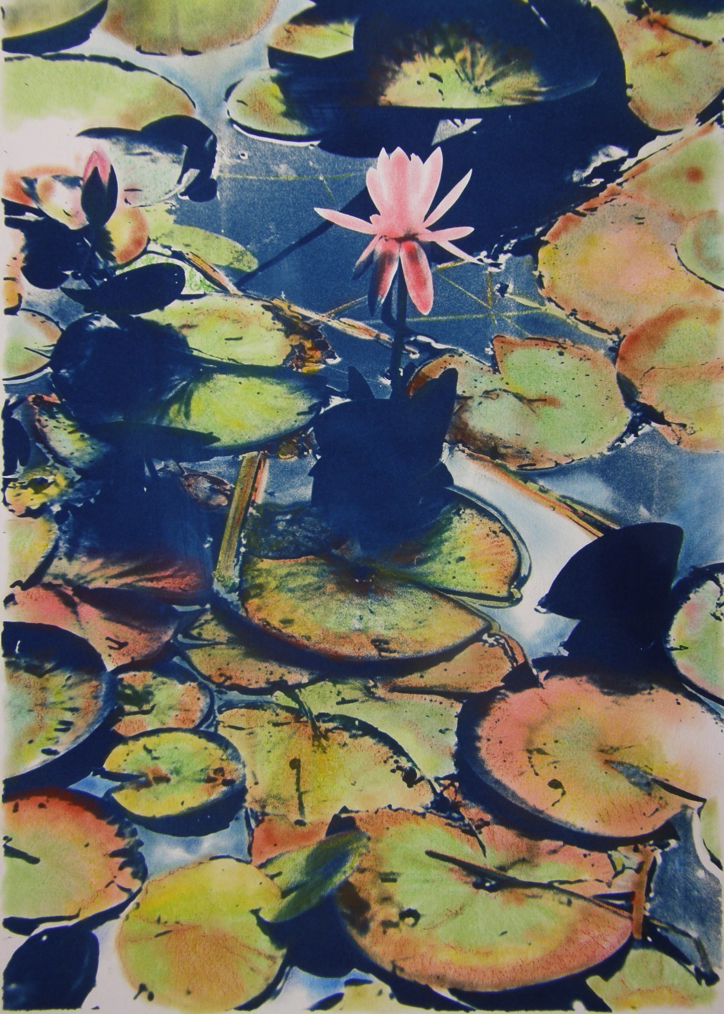 Cyano Lily Three