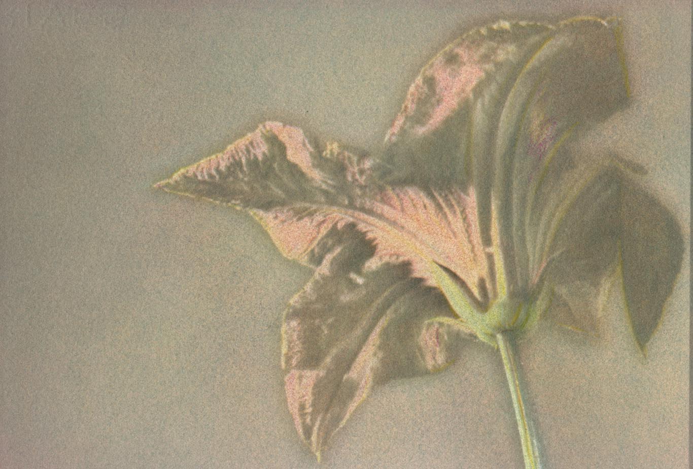 DAY Lily 1