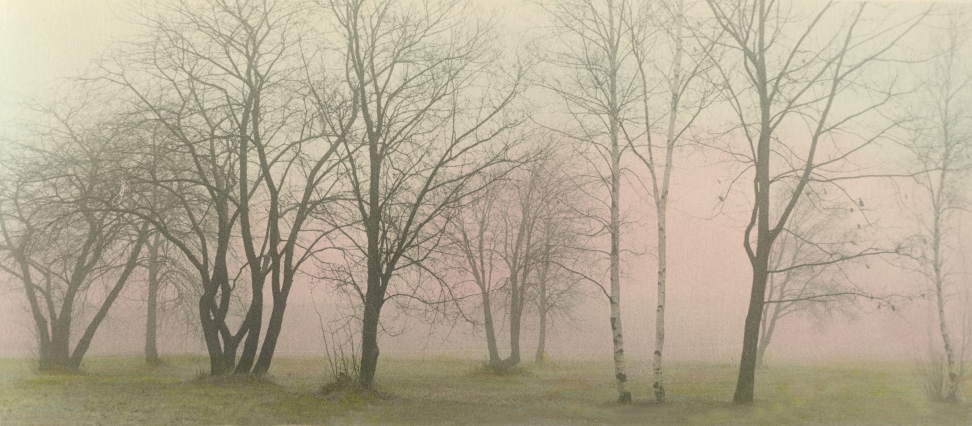 Foggy Trees #1