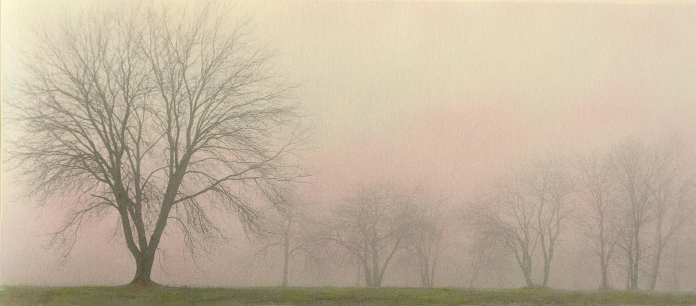 FOGGY Trees #2