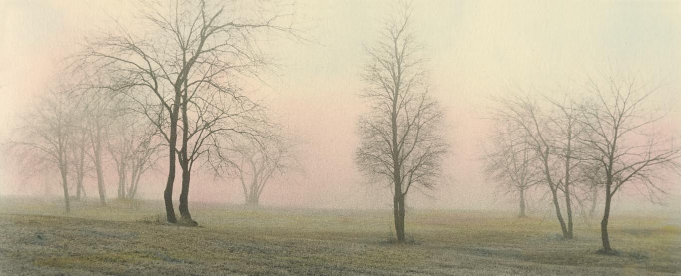 FOGGY Trees #3