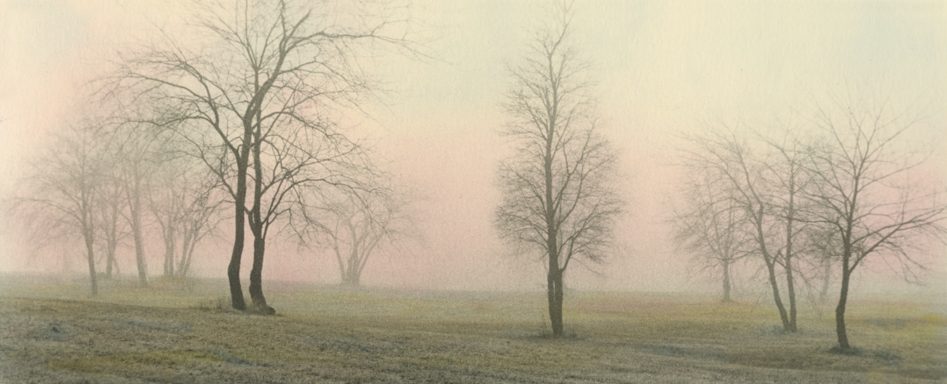 Foggy Trees #3