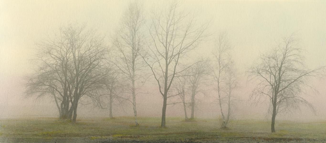 FOGGY Trees #4