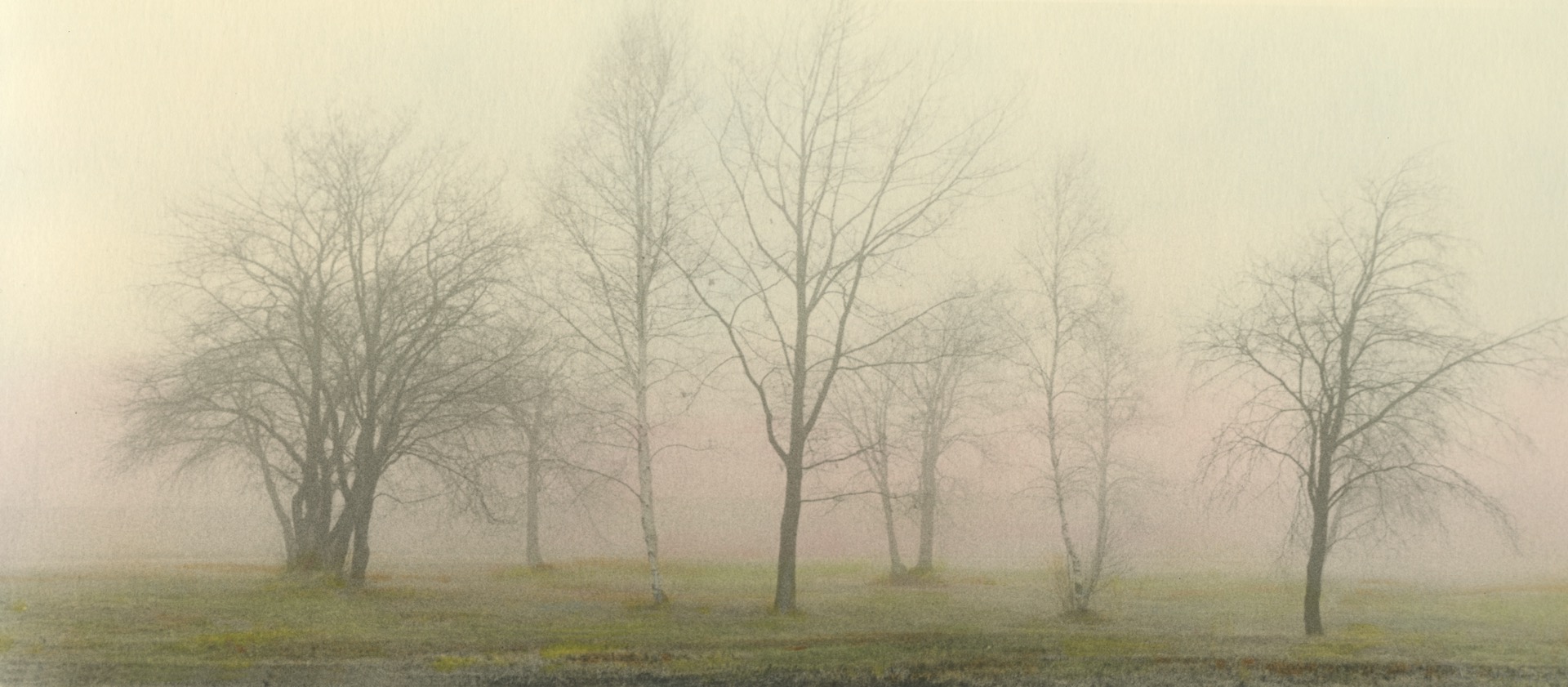 Foggy Trees #4