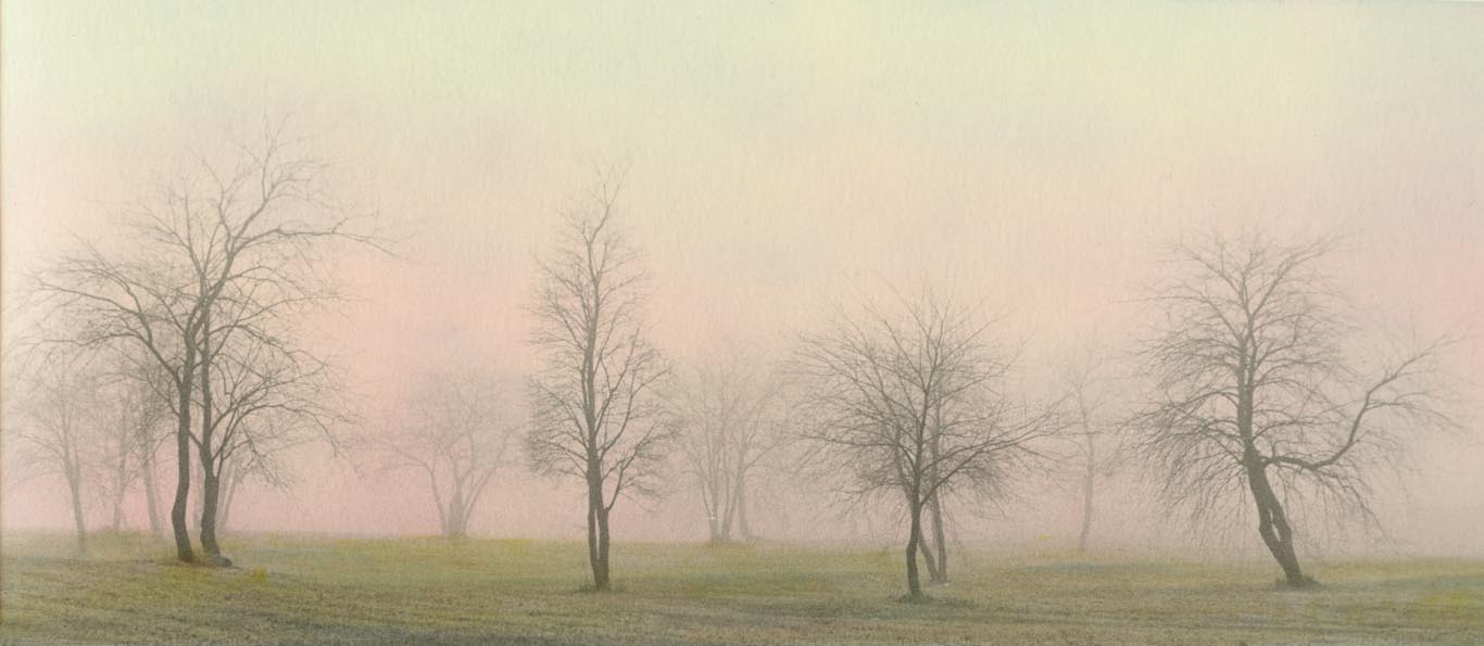 FOGGY Trees #5