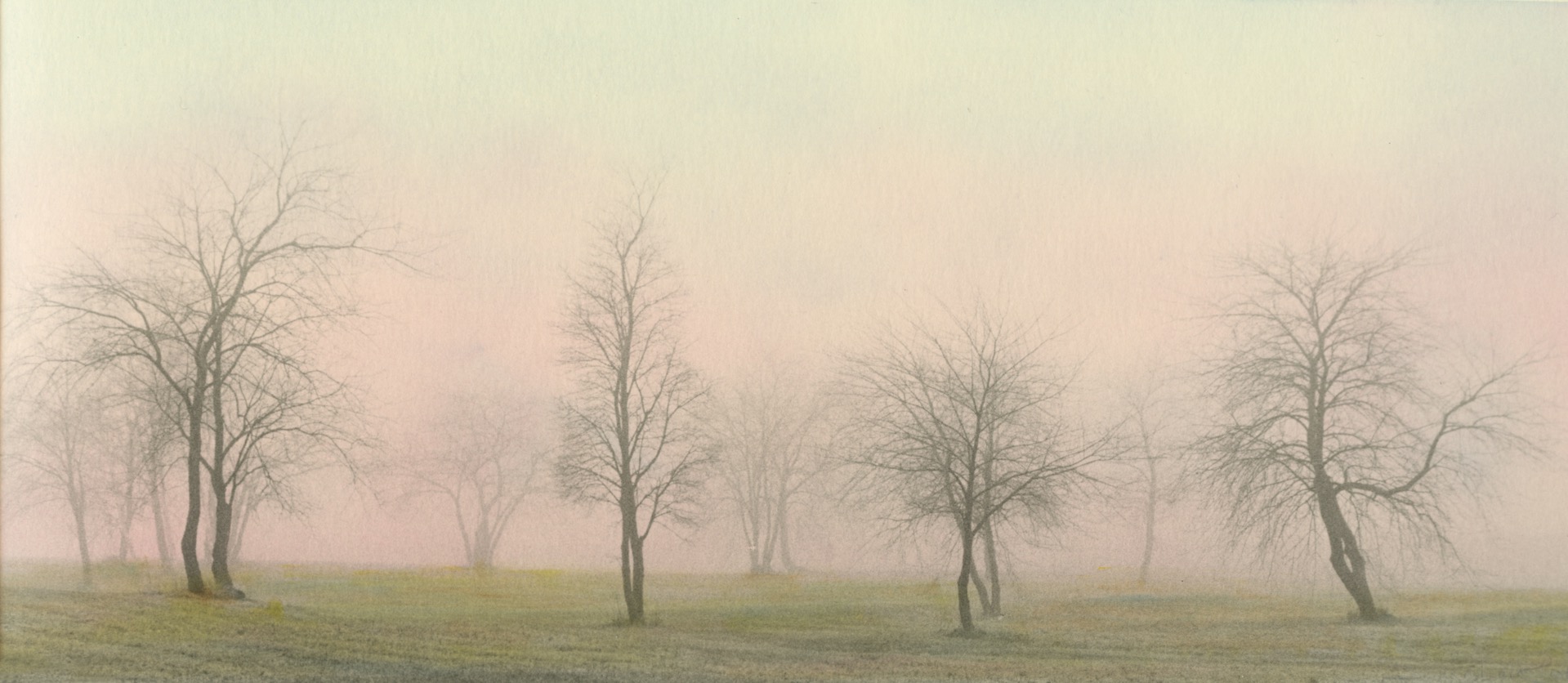 Foggy Trees #5