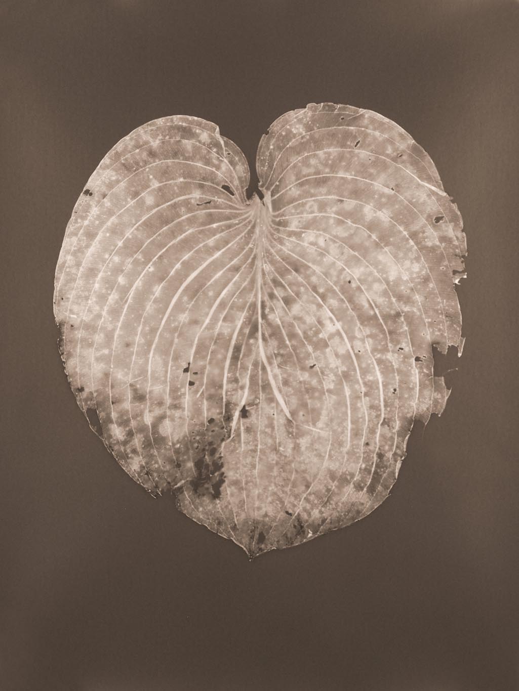 HOSTA Leaf #2