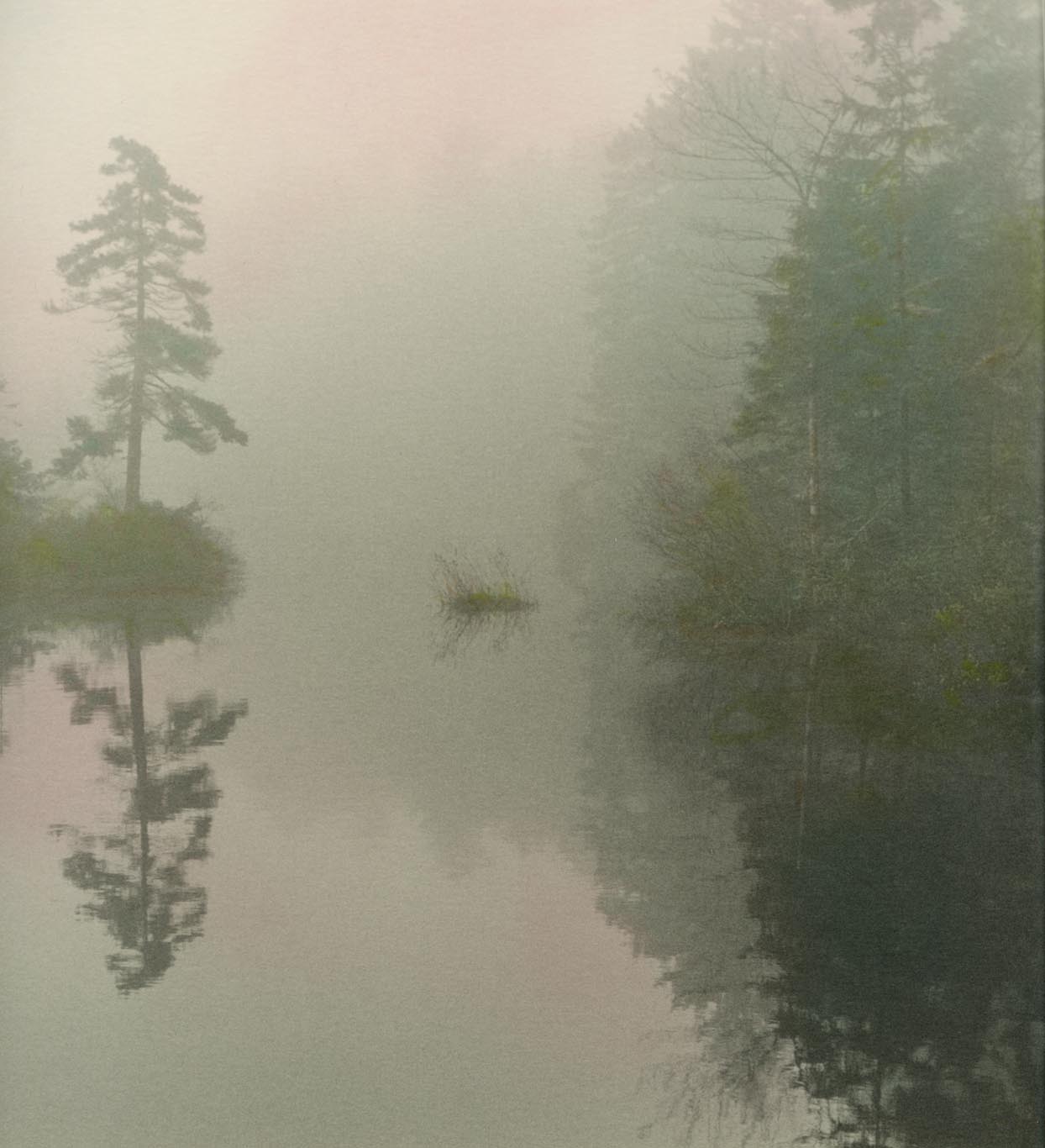 FOGGY Marsh