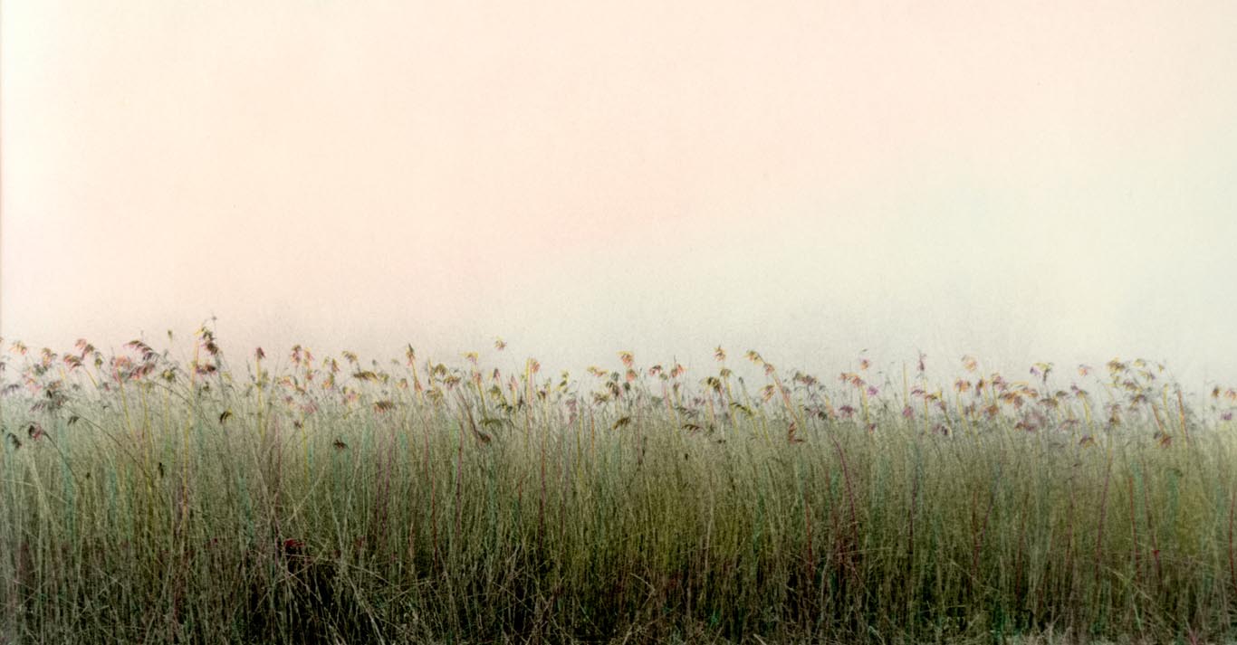 HILLTOP Grass