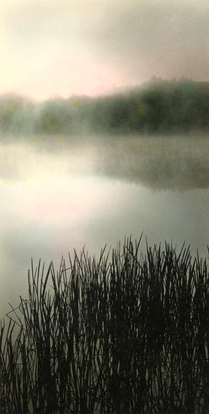 MISTY Reeds #1