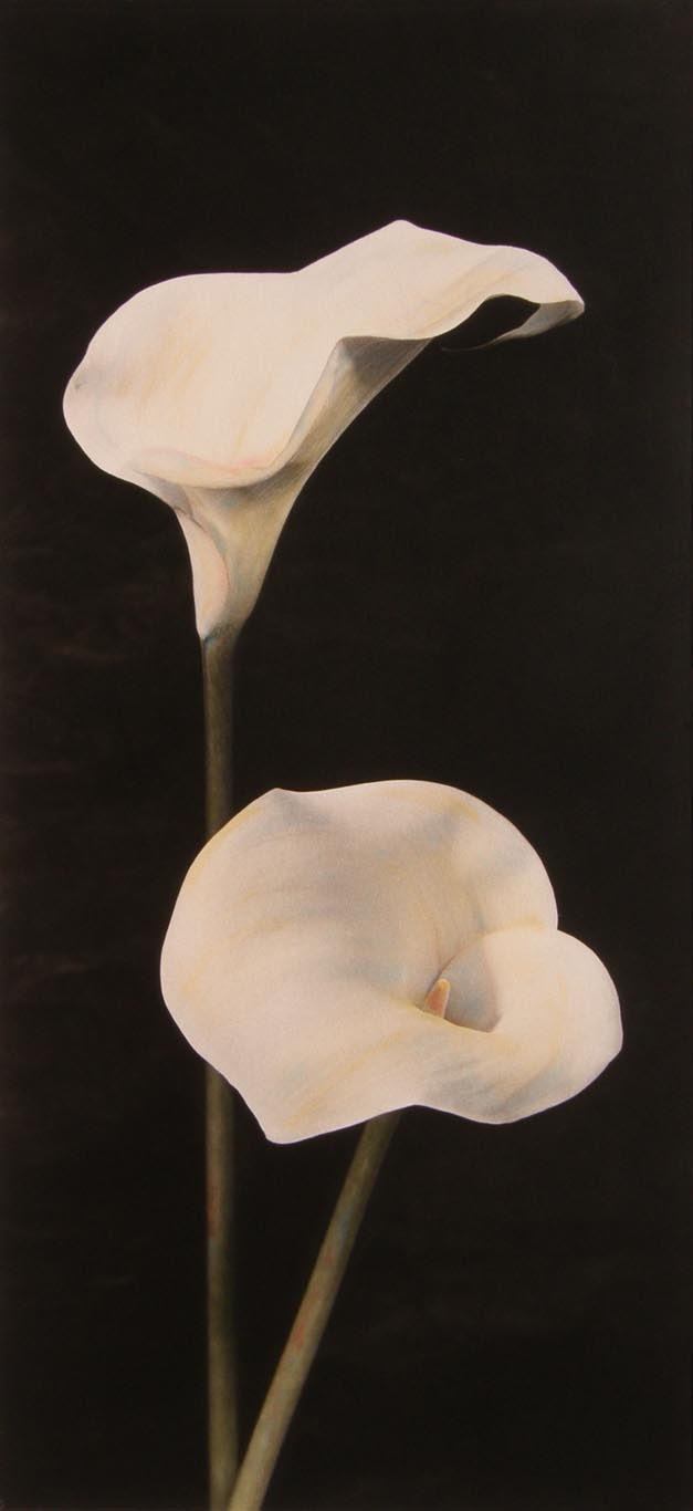 WHITE Lily Duo