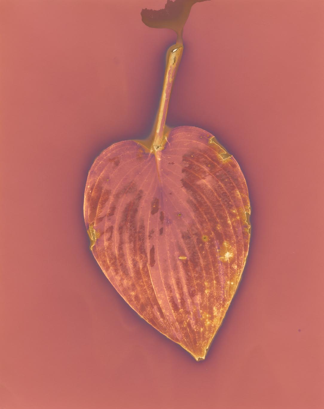 LEAF Study 1