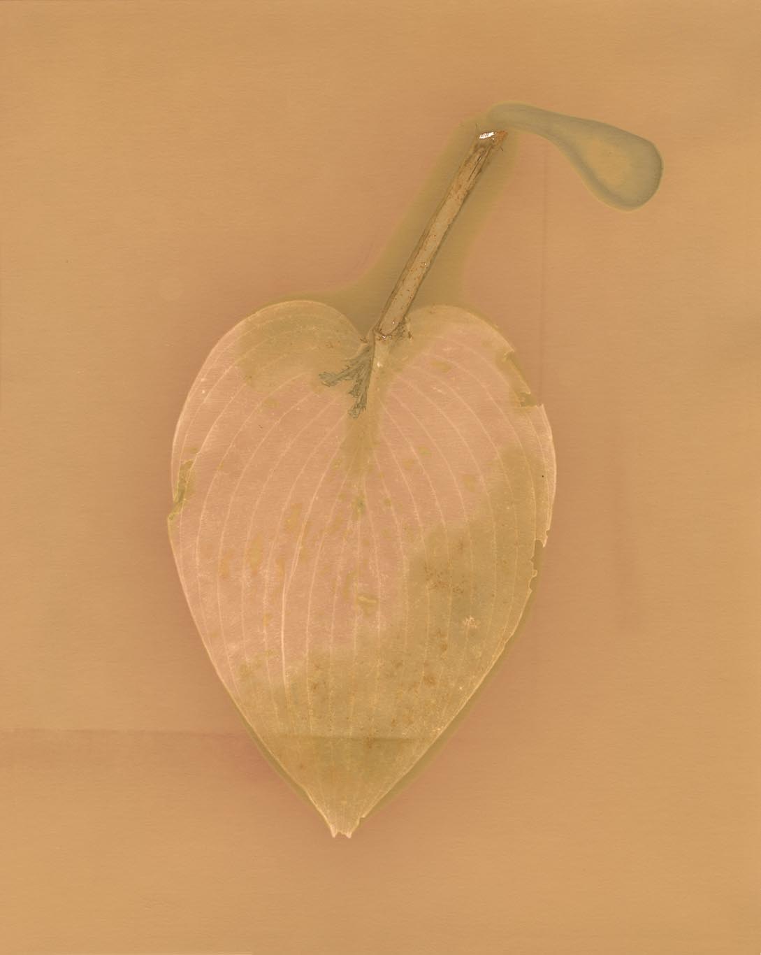 LEAF Study 3