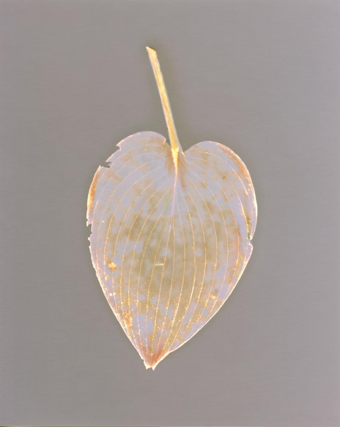 LEAF Study 4