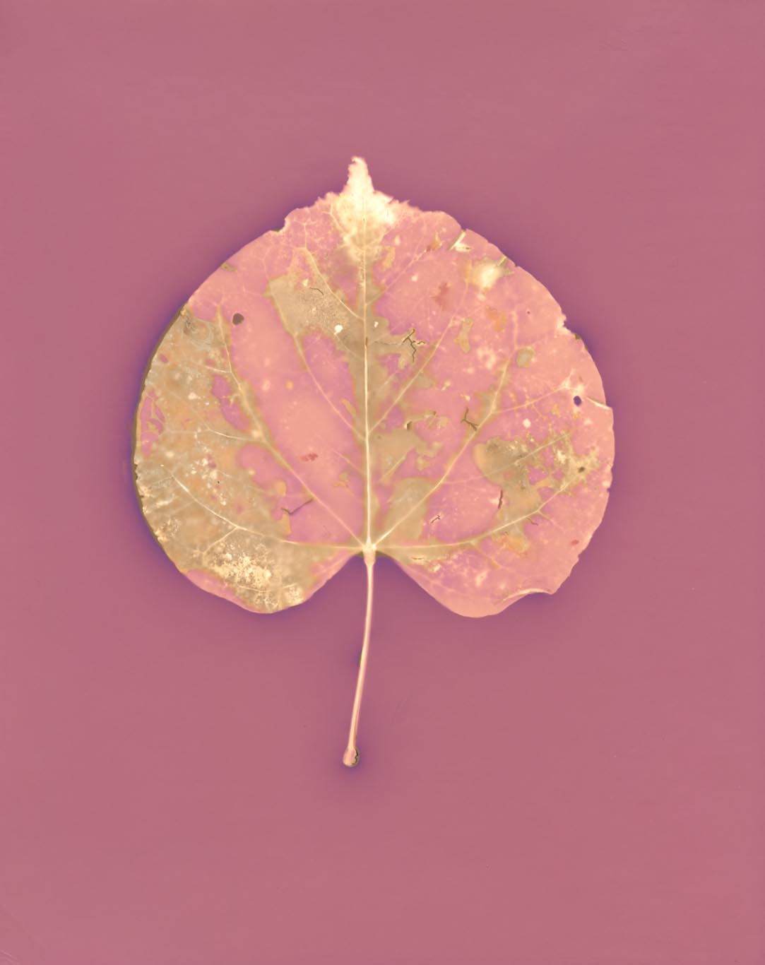 LEAF Study in Pink