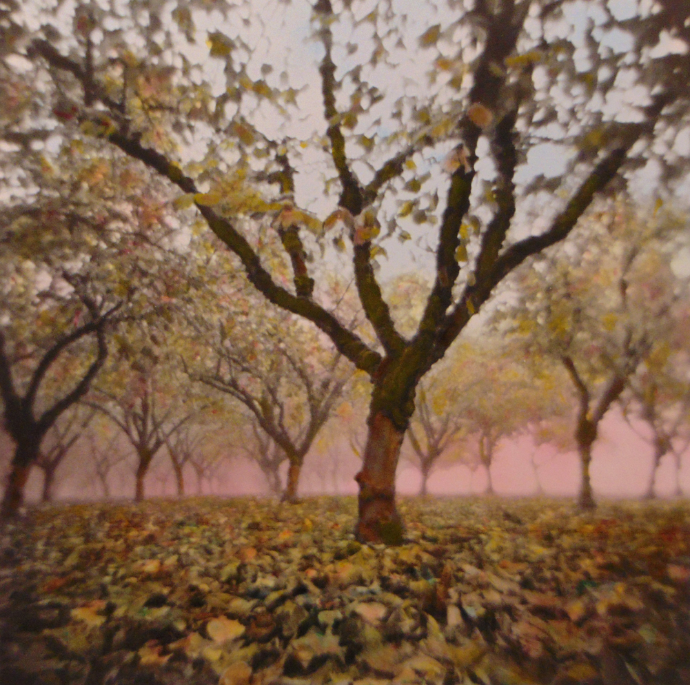 OREGON Nut Grove #26