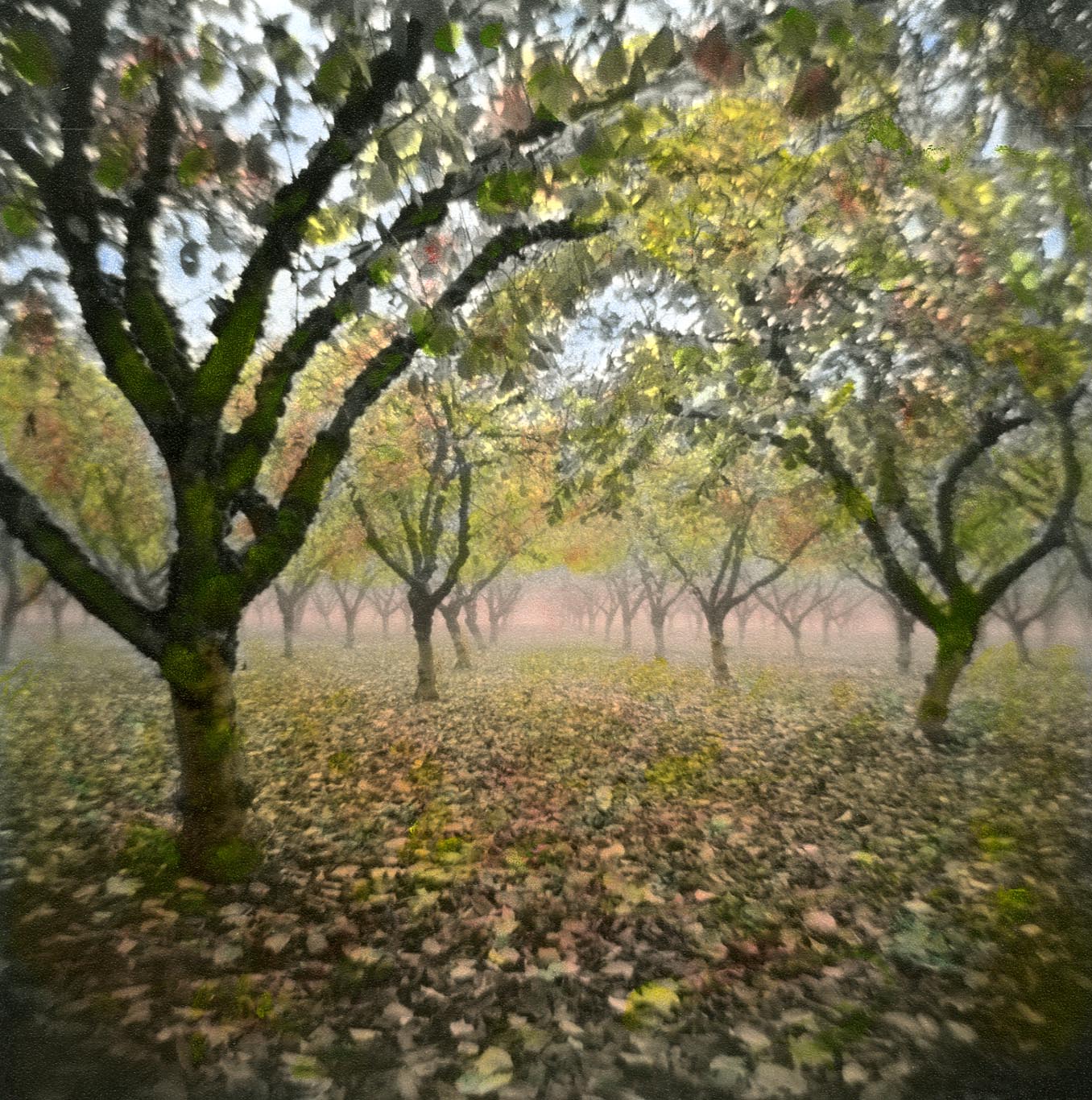 OREGON Nut Grove #27