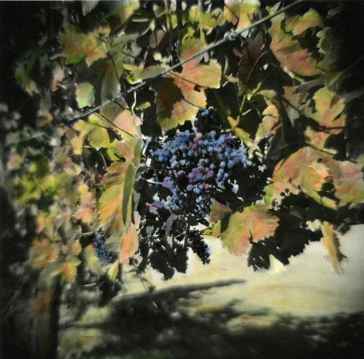 OREGON Vineyard #1