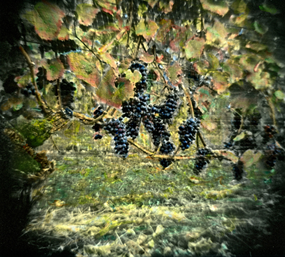 OREGON Vineyard #3