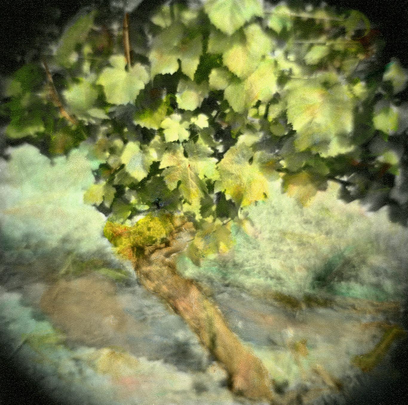 OREGON Vineyard #4