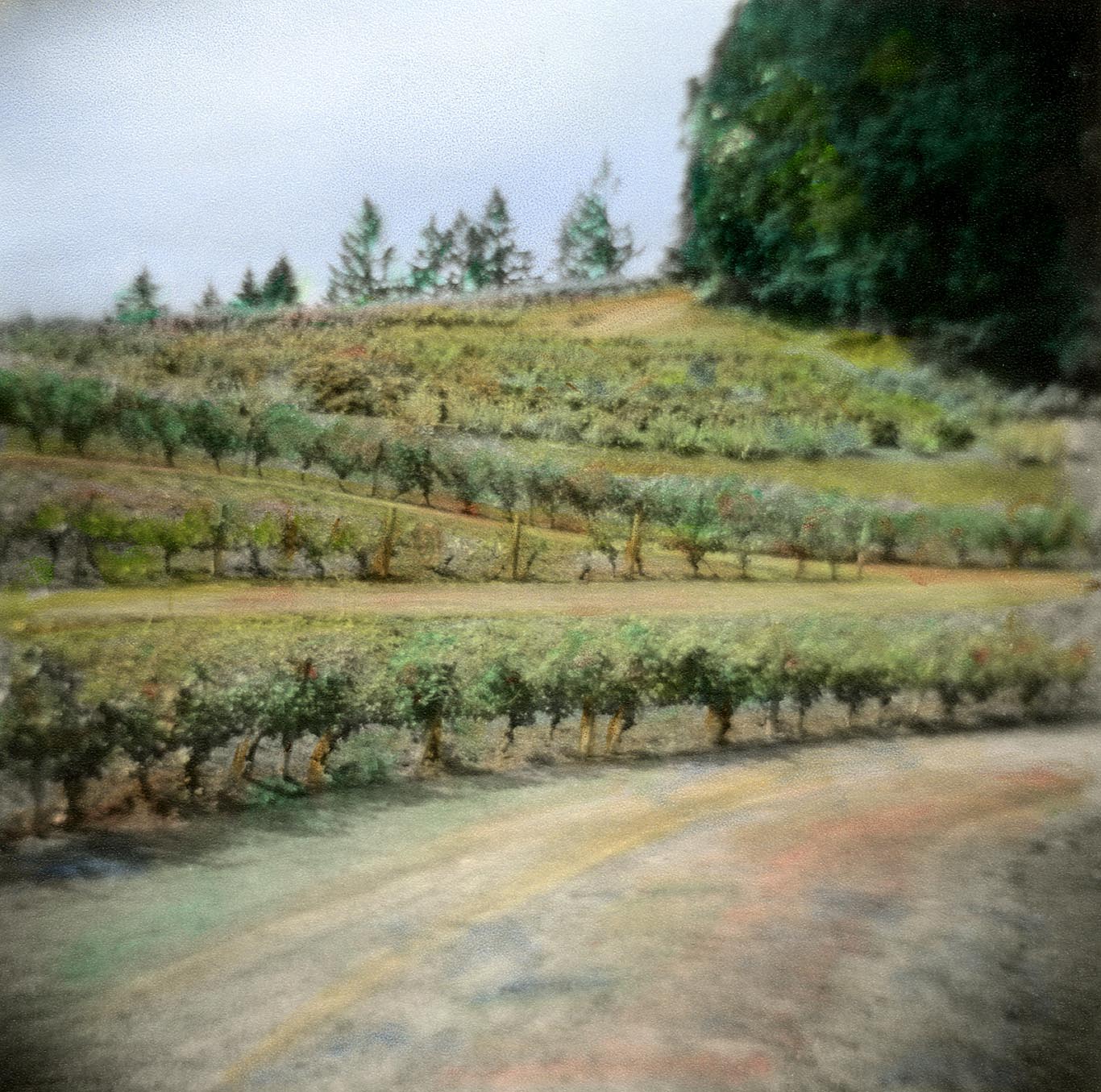 OREGON Vineyard #7