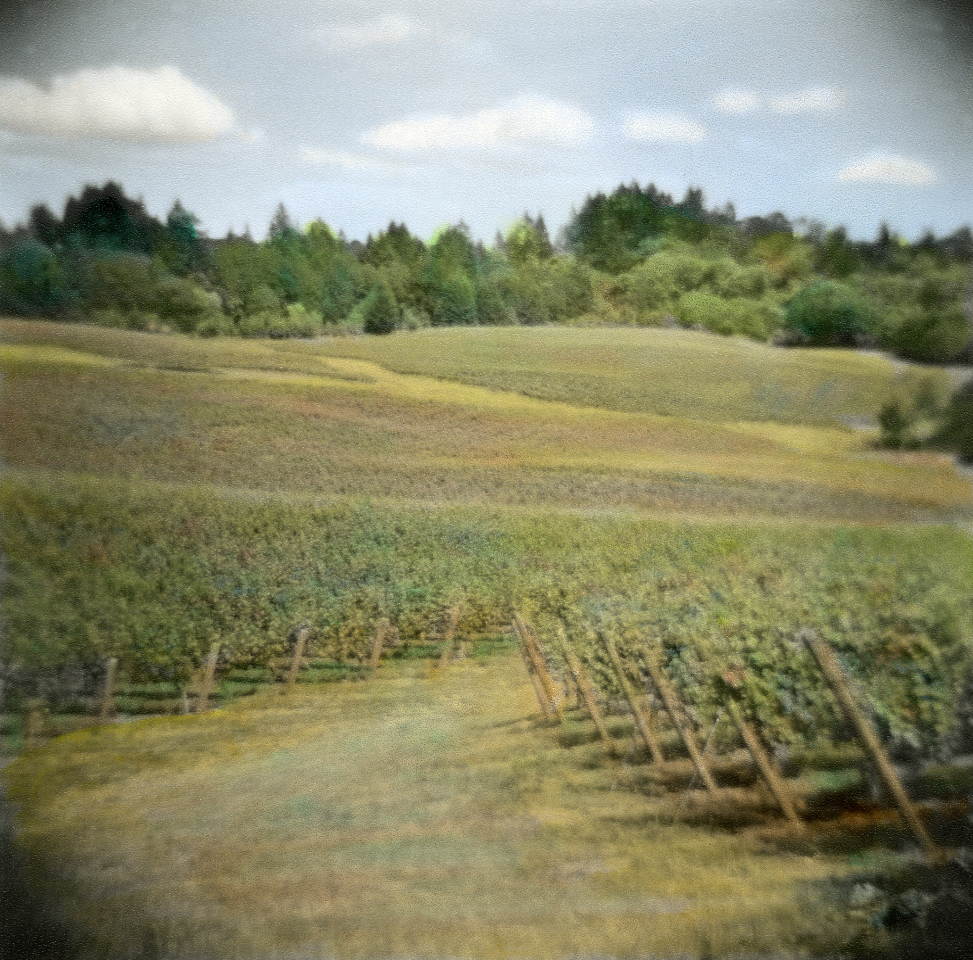 OREGON Vineyard #10