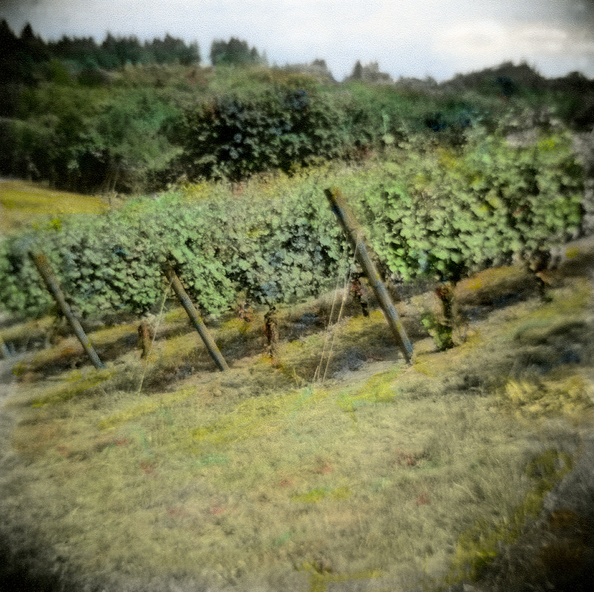 OREGON Vineyard #8