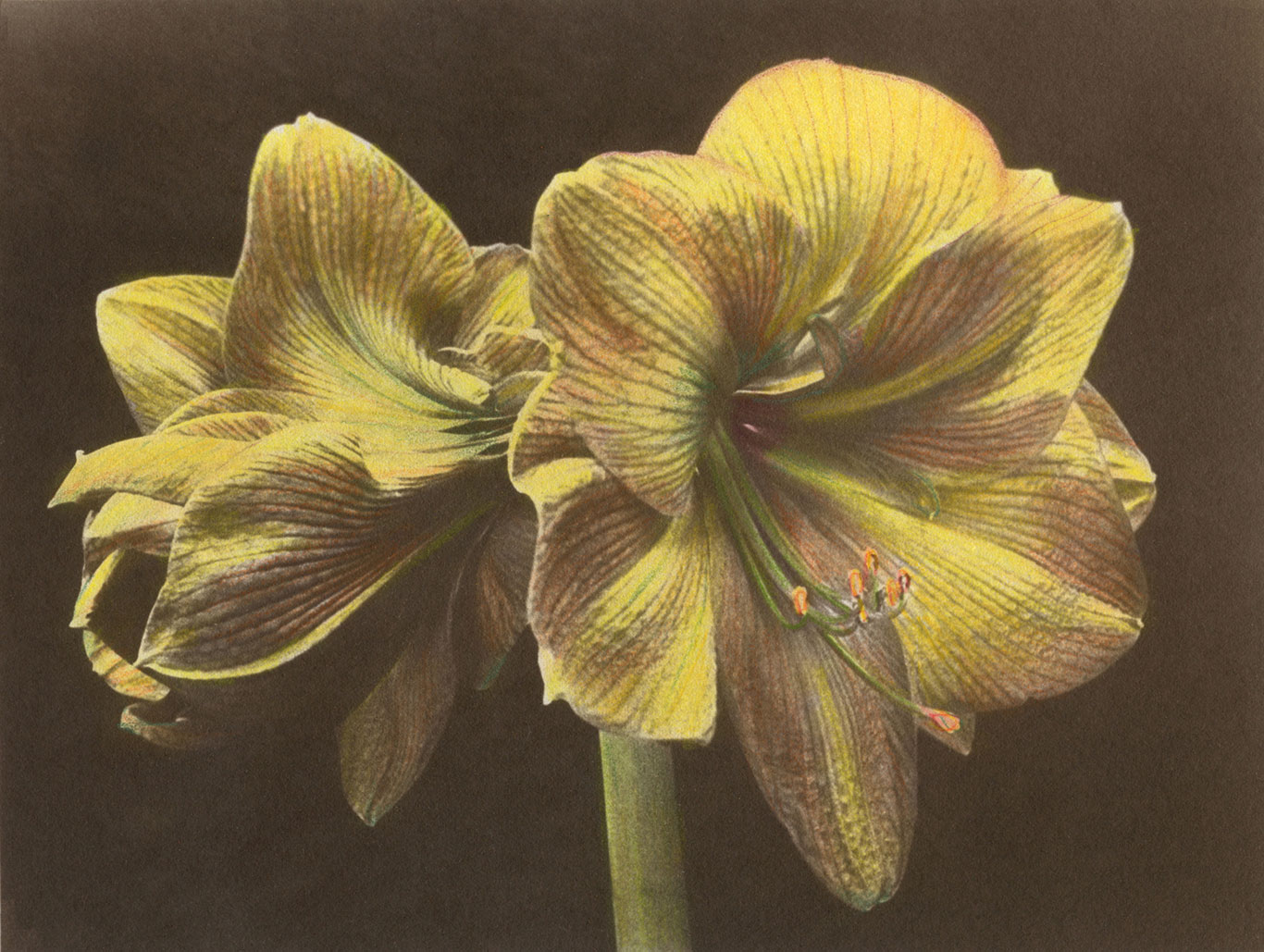 AMARYLLIS #4 Van Dyke