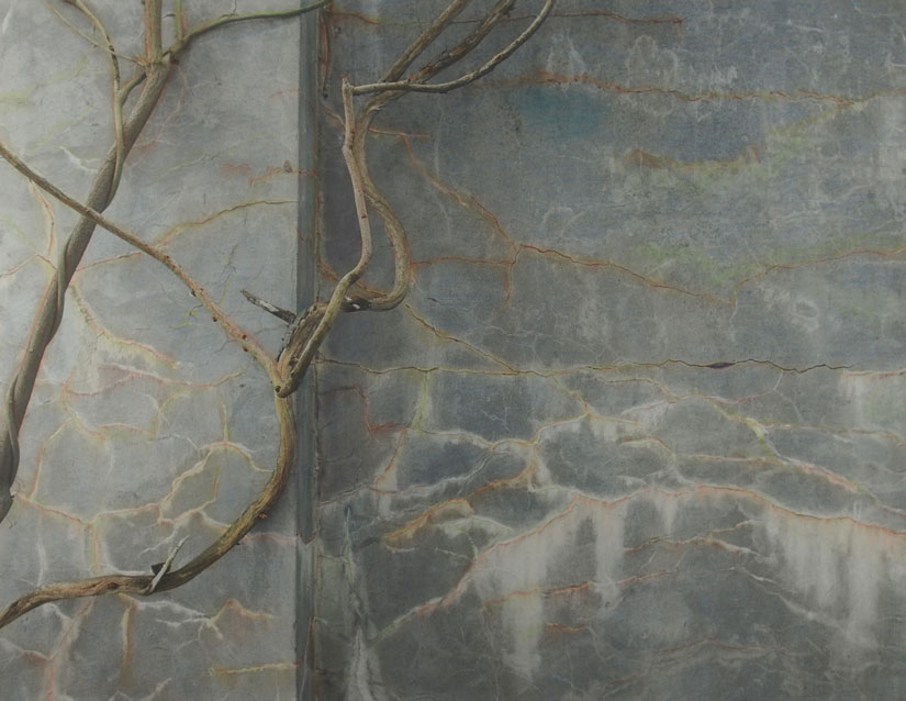 WALL Vine